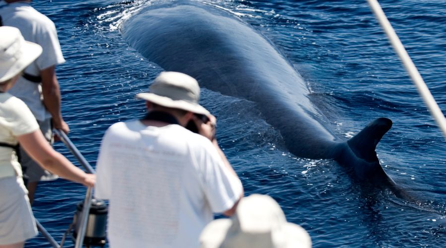 Great Spots For Whale Watching On The Gold Coast