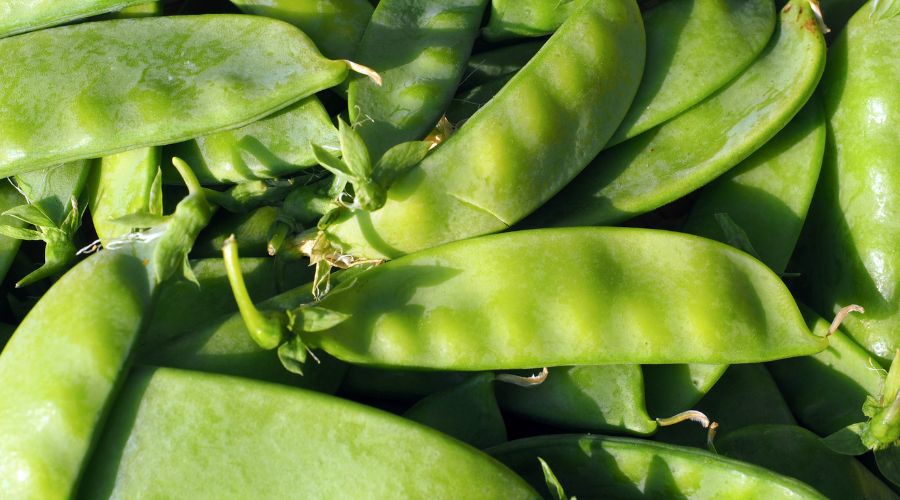 Snow Peas - The Sweet Snap of Winter