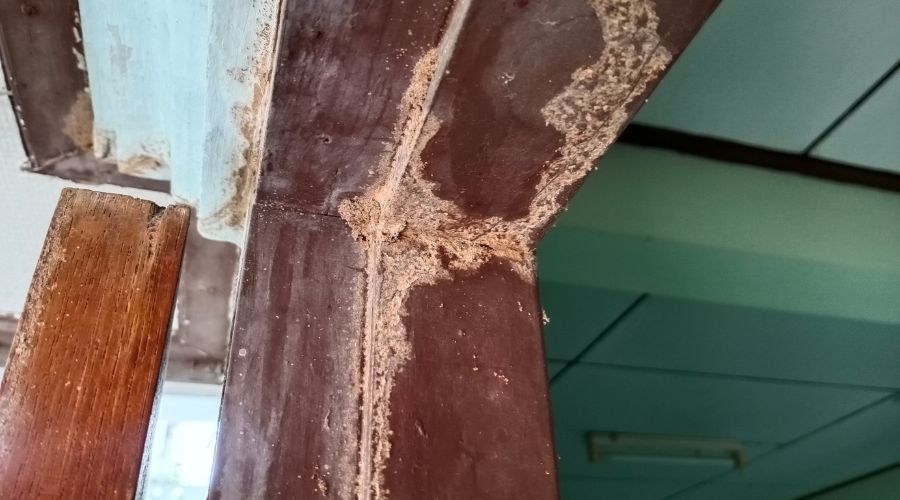 Signs Of Termites on Your Property