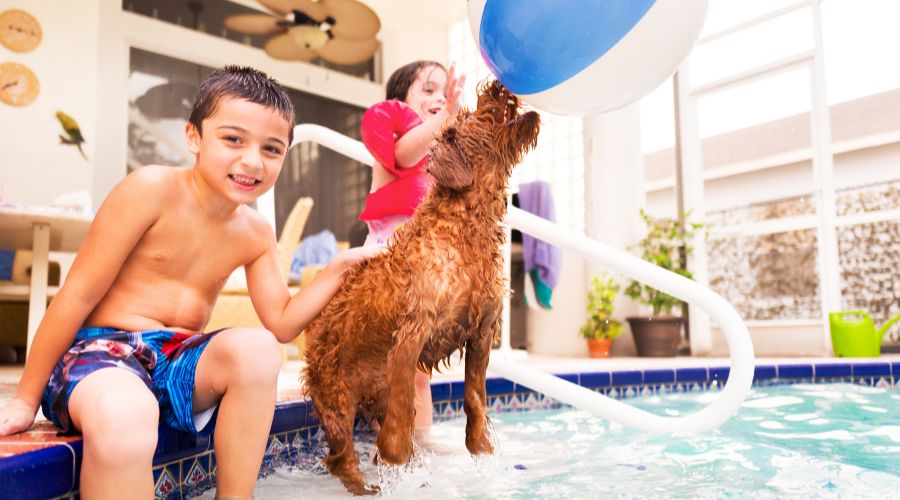 Pet Care During the Summer
