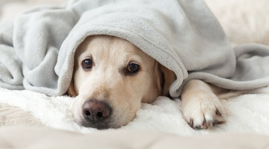 Pet Care During the Winter Season